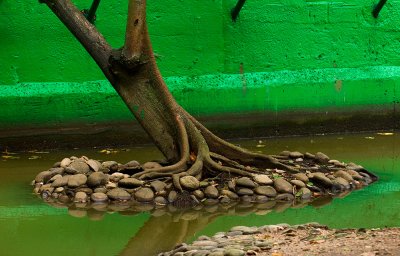 Tree in Crocodile Pond