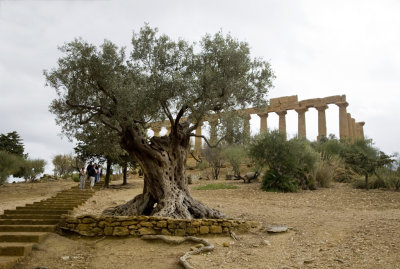 Temple of Hera (2)
