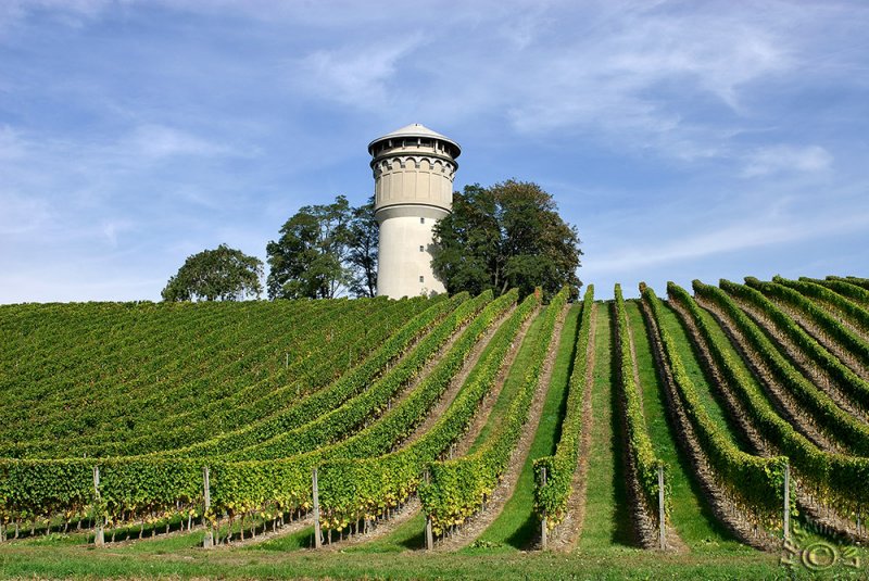 Water-tower in the vineyards