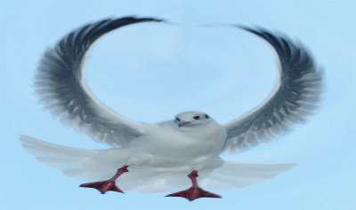 Seagull #1