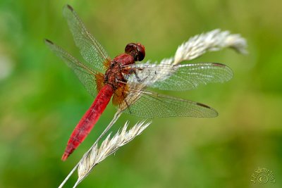 Male Red-veined Darter (Sympetrum Fonscolombii)