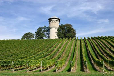 Water-tower in the vineyards