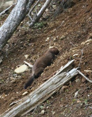 mink 4403.jpg