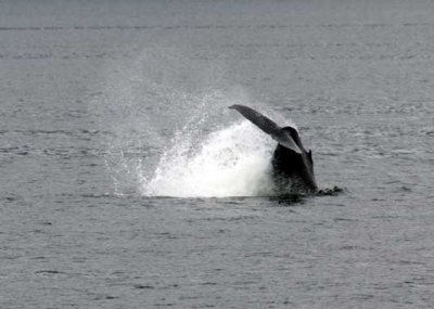 Icy-Strait-Humpbacks-(10).jpg