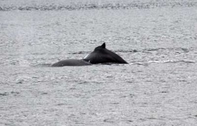 Icy-Strait-Humpbacks-(13).jpg