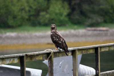 bald-eagle-dd4390.jpg