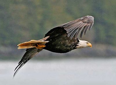 bald-eagle-soaring.jpg