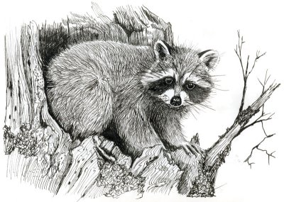 raccoon-stump.jpg