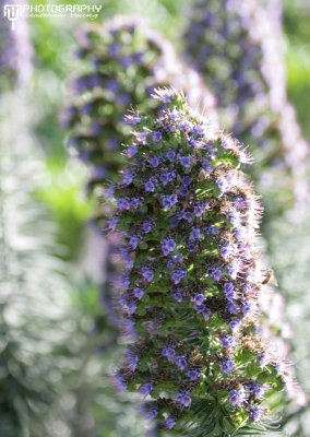 UCR Botanical Gardens
