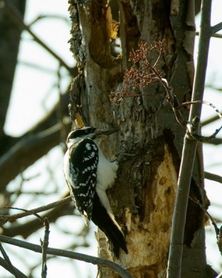11-6-06 Hairy Woodpecker - female