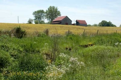 Farm, Henderson, Kentucky