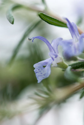 Indoor flowers