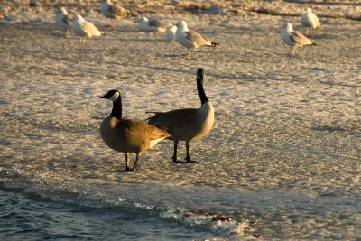 Canada geese