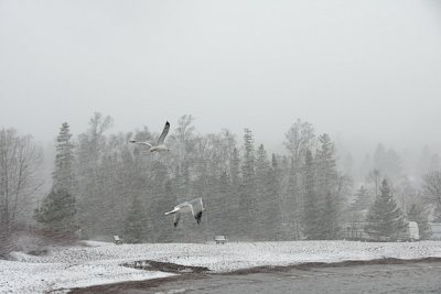 Snow with gulls
