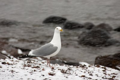 Gull