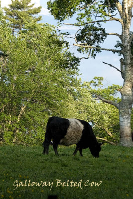 Galloway Belted Cattle  -  Rockport, Maine