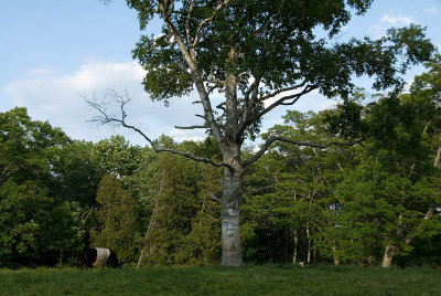 Galloway Belted Cattle  -  Rockport, Maine