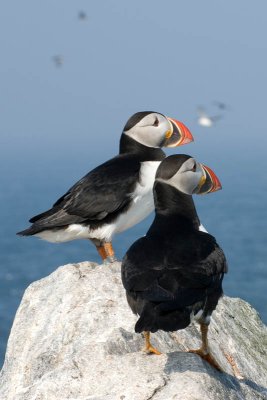 Puffins & Razorbill Auks - Machais Seal Island