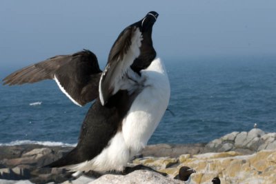 DSC_3541 razorbill auk