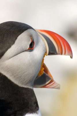DSC_3814 puffin tongue