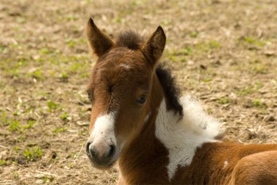 Pony farm  May 2007