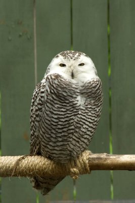 Snowy owl