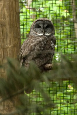 Great gray owl