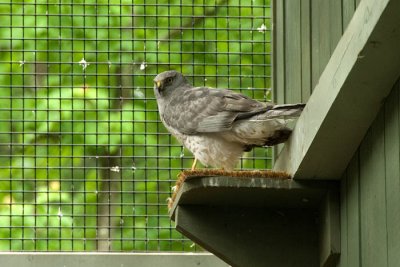Northern harrier