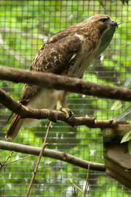Red-tailed hawk