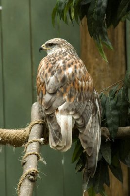 Cooper's hawk