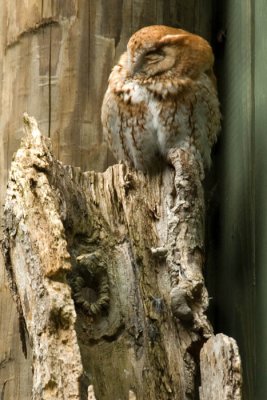 Eastern screetch owl