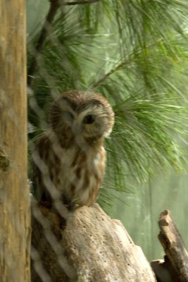 Northern saw-whet owl