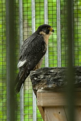 Peregrine falcon
