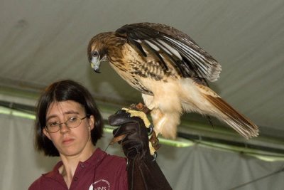 Red-tailed hawk