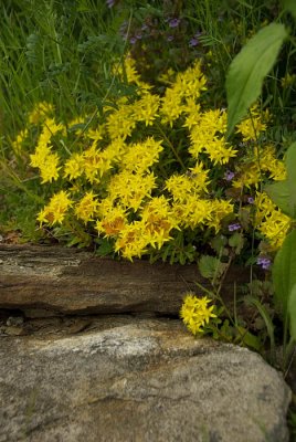 4  flowers and rocks
