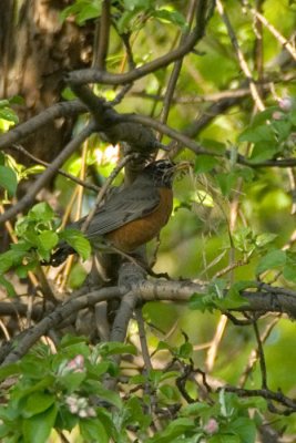 A Very Determined Robin
