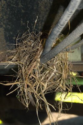 2  Nest start under trailer