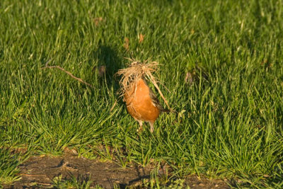 A Very Determined Robin