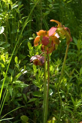 24 Pitcher plant