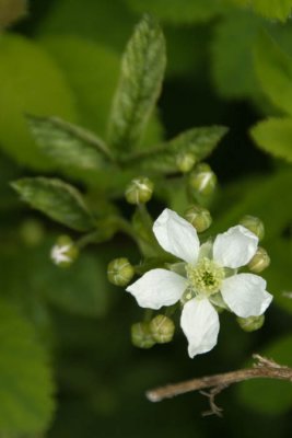 White flower