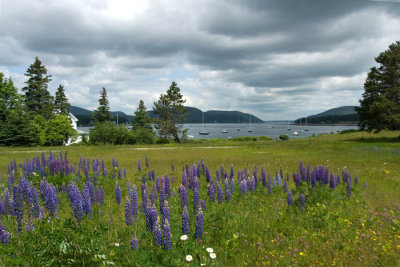 Lupines