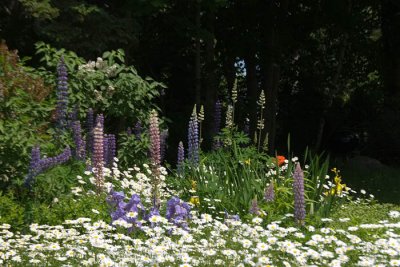 Lupines