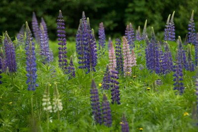 Lupines