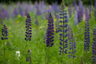 Lupines