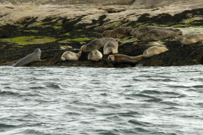 Harbor seals