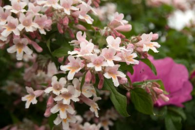 Honeysuckle  and rose