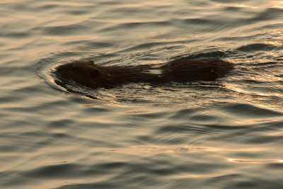 Beaver