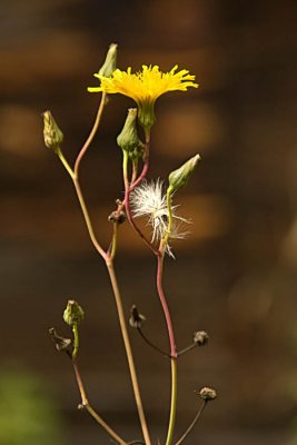 9/1-9/15  Flower -