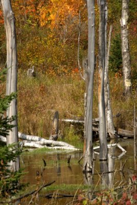 Swamp