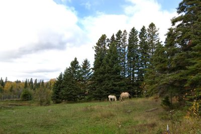 Fjiord  horses